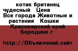 котик британец чудесный › Цена ­ 12 000 - Все города Животные и растения » Кошки   . Красноярский край,Бородино г.